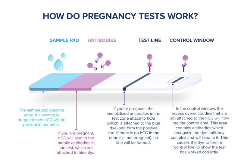 A Clearblue digital pregnancy test accompanied by an illustration showing the cross section of the test to show how a pregnancy test works
